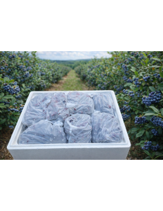 Arandanos congelados 7kg